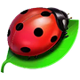 Ladybird Ladybird